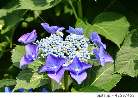 装飾花が青色の額咲きのアジサイの花序をクローズアップした写真の写真素材