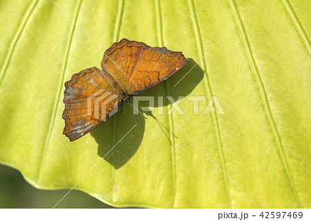 カバタテハ 42597469