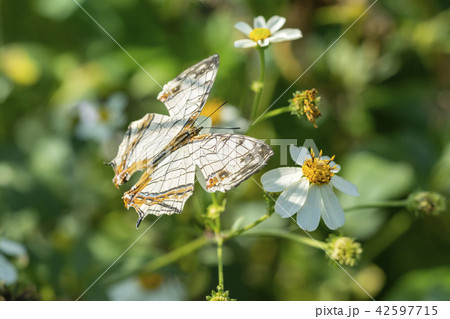 イシガケチョウ イシガケチョウ 42597715
