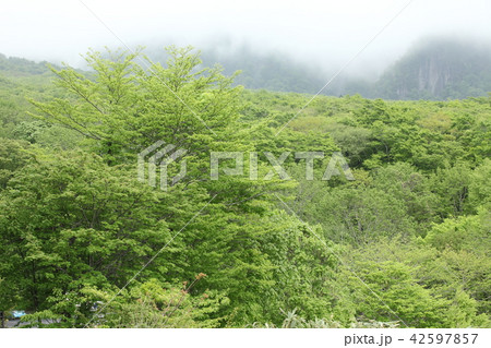 大山 霧の原生林 大山 霧の原生林 42597857