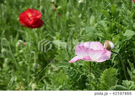 お花畑 素材 背景 フラワーフェスタ 風車公園 長島町 出水市 鹿児島県 お花畑 素材 背景 フラワーフェスタ 風車公園 長島町 出水市 鹿児島県 42597866