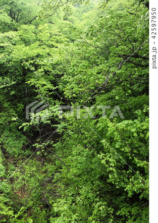 大山 新緑の原生林 大山 新緑の原生林 42597950