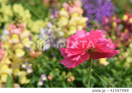 お花畑　素材　背景　フラワーフェスタ　風車公園　長島町　出水市　鹿児島県 42597999