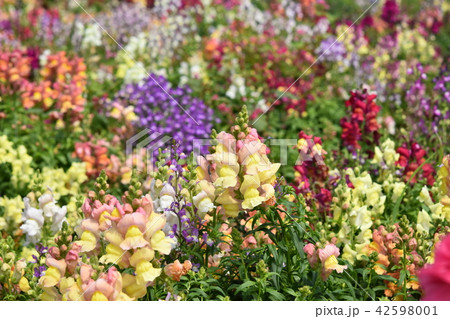 お花畑　素材　背景　フラワーフェスタ　風車公園　長島町　出水市　鹿児島県 42598001