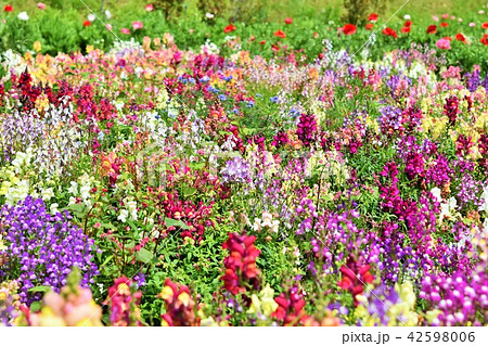 お花畑 素材 背景 フラワーフェスタ 風車公園 長島町 出水市 鹿児島県 お花畑 素材 背景 フラワーフェスタ 風車公園 長島町 出水市 鹿児島県 42598006