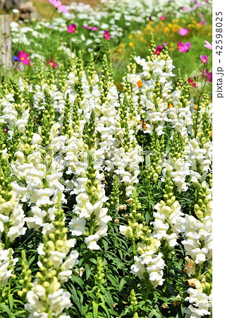 お花畑 素材 背景 フラワーフェスタ 風車公園 長島町 出水市 鹿児島県 お花畑 素材 背景 フラワーフェスタ 風車公園 長島町 出水市 鹿児島県 42598025