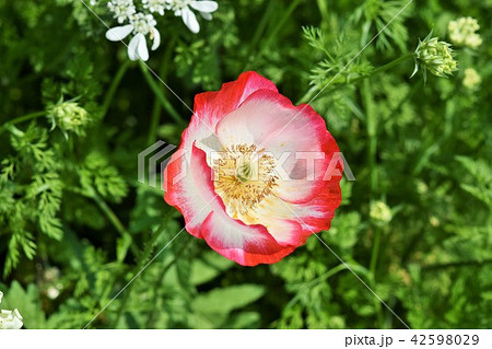 お花畑　素材　背景　フラワーフェスタ　風車公園　長島町　出水市　鹿児島県 42598029