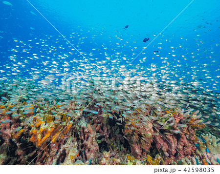 スカシテンジクダイ スカシテンジクダイ 42598035