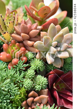 お花畑 素材 背景 フラワーフェスタ 風車公園 長島町 出水市 鹿児島県 お花畑 素材 背景 フラワーフェスタ 風車公園 長島町 出水市 鹿児島県 42598044