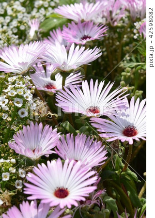 お花畑　素材　背景　フラワーフェスタ　風車公園　長島町　出水市　鹿児島県 42598082