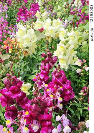 お花畑 素材 背景 フラワーフェスタ 風車公園 長島町 出水市 鹿児島県 お花畑 素材 背景 フラワーフェスタ 風車公園 長島町 出水市 鹿児島県 42598088