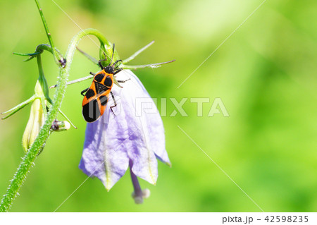 ヒメジュウジナガカメムシ ヒメジュウジナガカメムシ 42598235