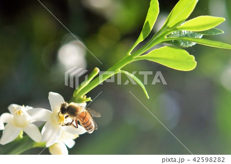 ミツバチとキンカンの花 ミツバチとキンカンの花 42598282