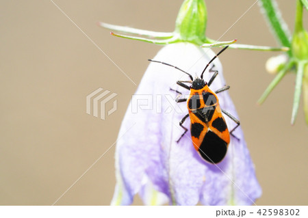 ヒメジュウジナガカメムシ ヒメジュウジナガカメムシ 42598302
