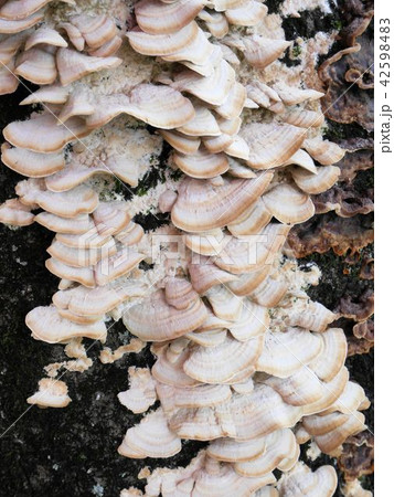 クジラタケ 鯨茸 Trametes orientalis クジラタケ 鯨茸 Trametes orientalis 42598483