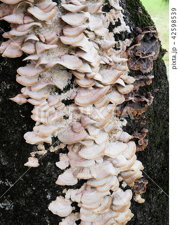 クジラタケの大量発生 クジラタケの大量発生 42598539