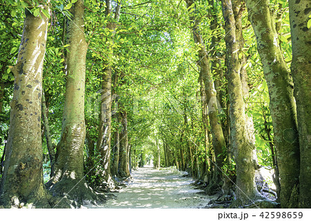 備瀬のフクギ並木 42598659