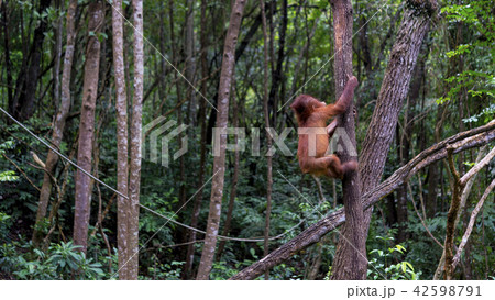 野生の子供オランウータン 42598791