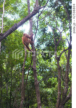 野生の子供オランウータン 野生の子供オランウータン 42598804
