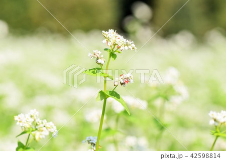 そばの花とミツバチ ソバの花 そばの花 ミツバチ 高尾野町 出水市 鹿児島県 そばの花とミツバチ ソバの花 そばの花 ミツバチ 高尾野町 出水市 鹿児島県 42598814