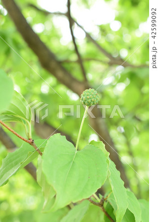 ヤマボウシの若実 ヤマボウシの若実 42599092