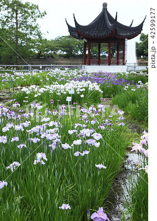 水月公園の花菖蒲 水月公園の花菖蒲 42599177