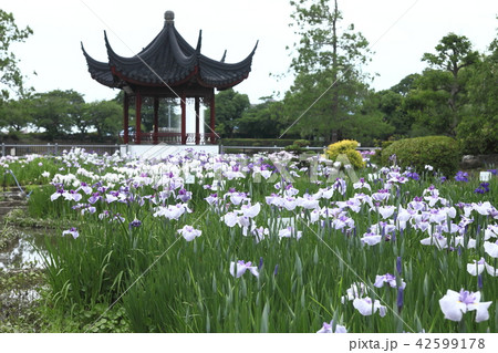 水月公園の花菖蒲 42599178