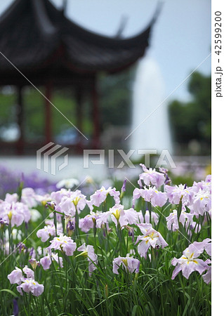 水月公園の花菖蒲 42599200