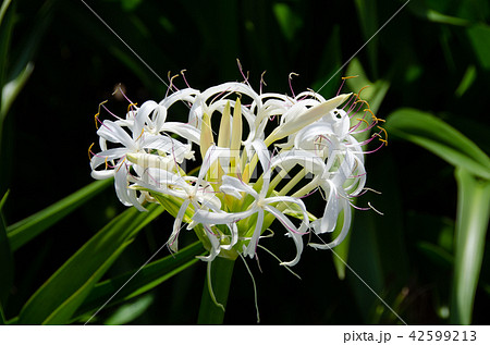 ハマユウ ハマユウ 42599213