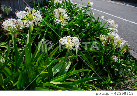 ハマユウ ハマユウ 42599215