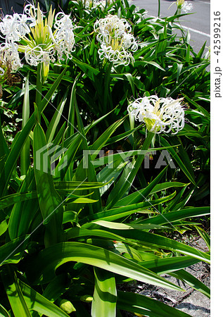 ハマユウ ハマユウ 42599216