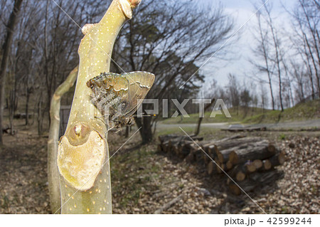 コツバメ 42599244