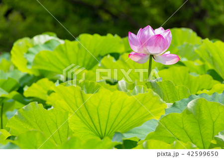 蓮の花 蓮の花 42599650