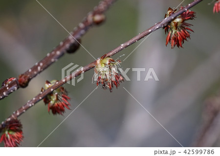 房桜 フサザクラ 早春の山で目立ちます。 房桜 フサザクラ 早春の山で目立ちます。 42599786