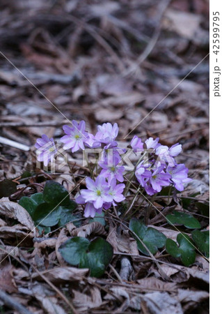 大三角草 ミスミソウ 雪割草 花言葉は「優雅」 大三角草 ミスミソウ 雪割草 花言葉は「優雅」 42599795