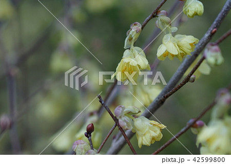 日向水木　ヒュウガミズキ　花言葉は「思いやり」 42599800