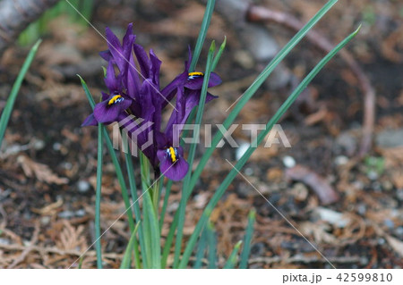 ミニアイリス　レティキュラータ　花言葉は「恋のメッセージ」 42599810