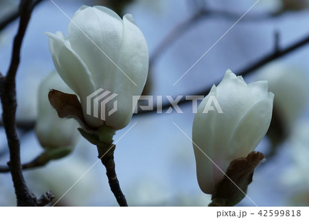 白木蓮 花言葉は 壮麗 の写真素材