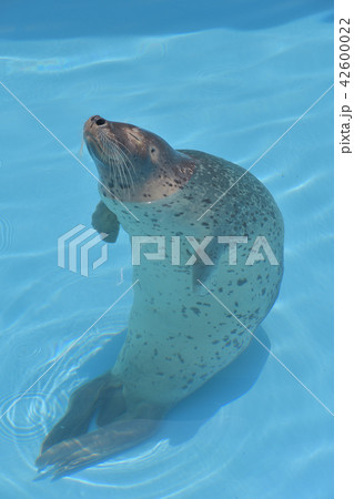アザラシ 42600022