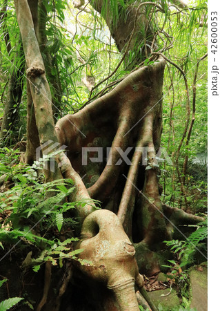 沖縄県 西表島 ギランイヌビワ 沖縄県 西表島 ギランイヌビワ 42600053