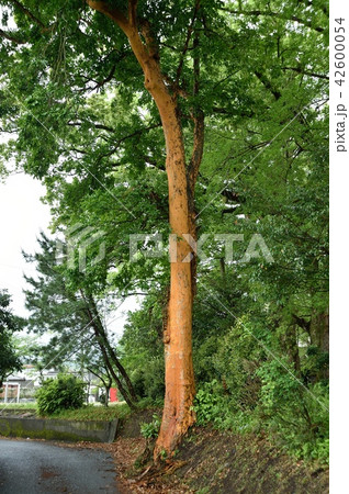バクチノキ バクチノキ 42600054
