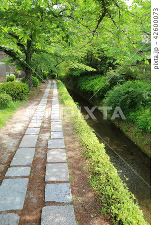 京都　新緑の哲学の道 42600073