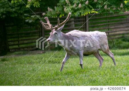 Rare albino fallow deer (Dama dama). 42600074