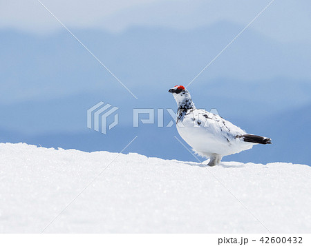 春のライチョウ雄 42600432