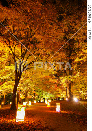 ライトアップ紅葉 国営武蔵丘陵森林公園 の写真素材
