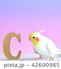 オカメインコ 42600985