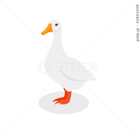 White domestic goose, poultry farming vector Illustration on a white background 42601049