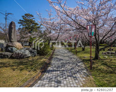 桜の名所　名和神社と名和公園 42601207