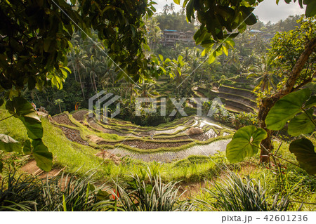 Beautiful rice terrace fields in Bali, Indonesia Beautiful rice terrace fields in Bali, Indonesia 42601236