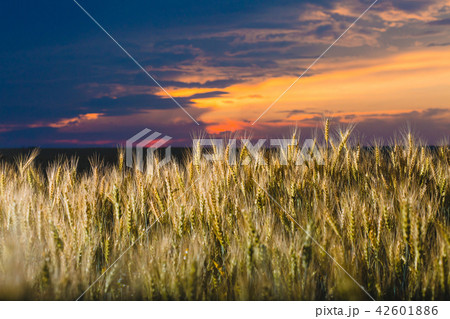 Field of rye and cloudy sky at sunset 42601886